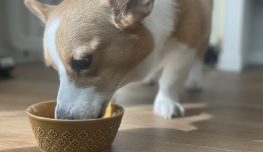 最適な食事で成長をサポートして子犬の健康を守る！フードの選び方ガイド