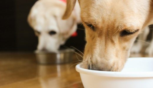 シニア犬の健康を守るためのペットフード選びのコツ